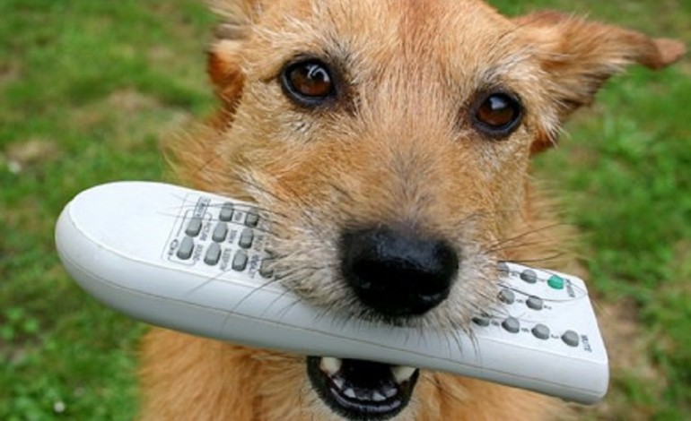 DOG TV la nouvelle chaîne dédiée aux chiens 
