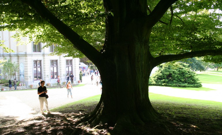 231 arbres plantés à Rouen, 159 abattus d'ici début 2015