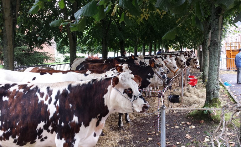 Ferme des 1000 vaches, plus de 200 bas-normands à Amiens