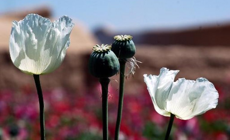 Kaboul (AFP). L'opium bat un nouveau record en Afghanistan avant le retrait de l'Otan