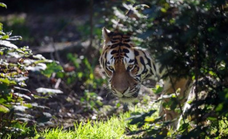 Montévrain (France) (AFP). Chasse au tigre en région parisienne