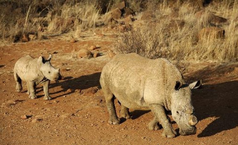 Johannesburg (AFP). Afrique du Sud: le braconnage des rhinocéros atteint un nouveau sommet