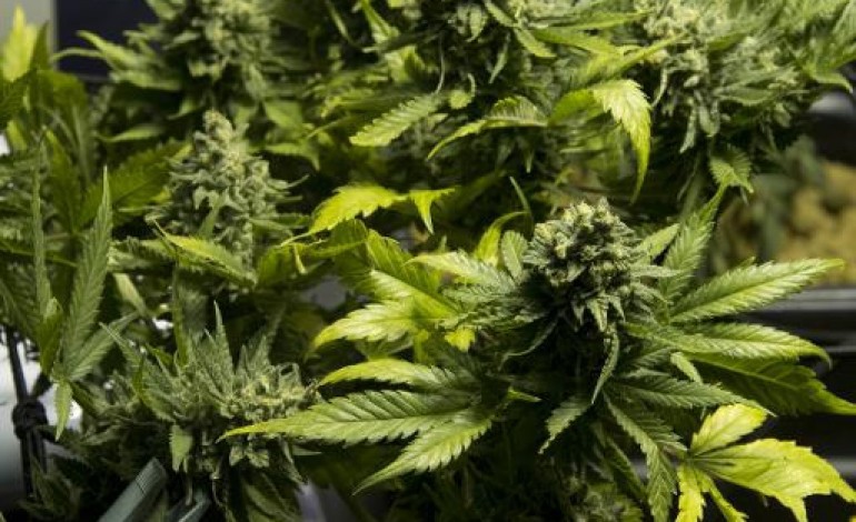 Paris (AFP). Légaliser pour soigner le budget, une étude relance le débat sur le cannabis 