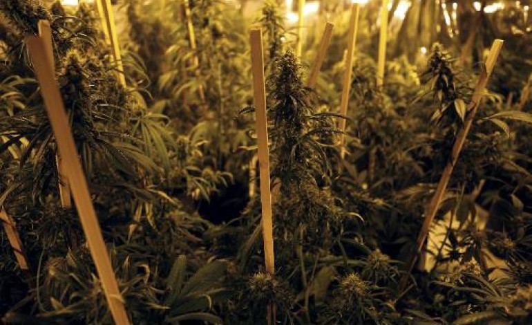 Montevideo (AFP). En Uruguay, les premiers pas euphoriques du cannabis légal