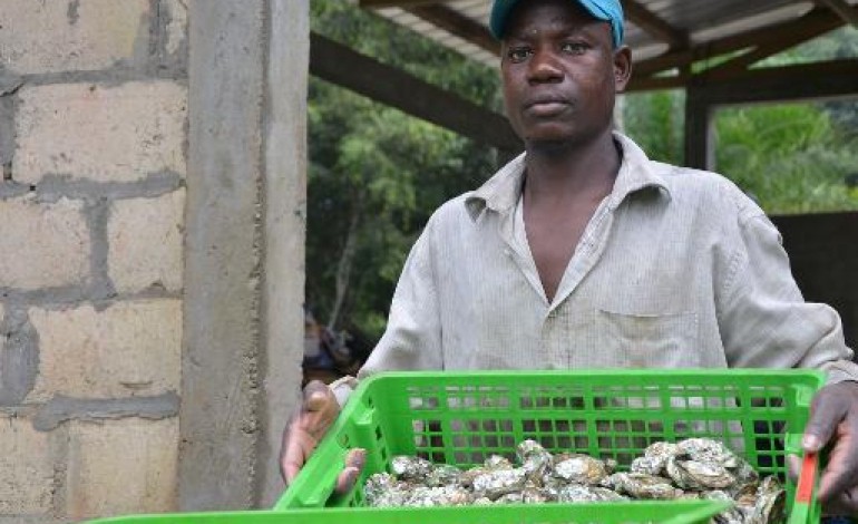 Libreville (AFP). Des huîtres made in Gabon pour Noël