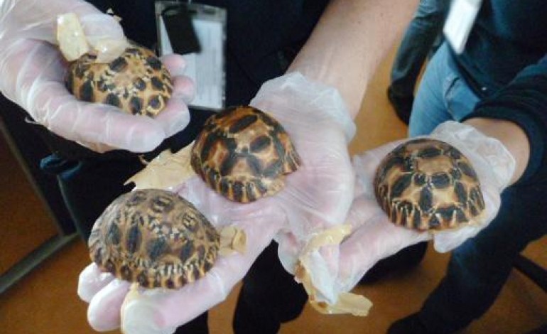 Aéroport de Roissy (France) (AFP). 170 bébés tortues étoilées cachées sous des concombres de mer à Roissy