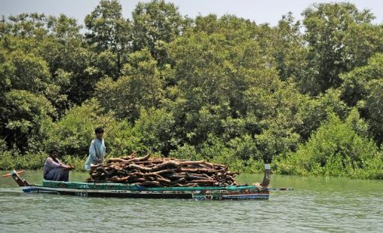 Karachi (AFP). Au Pakistan, le déclin de la mangrove, barrière naturelle contre les cyclones 