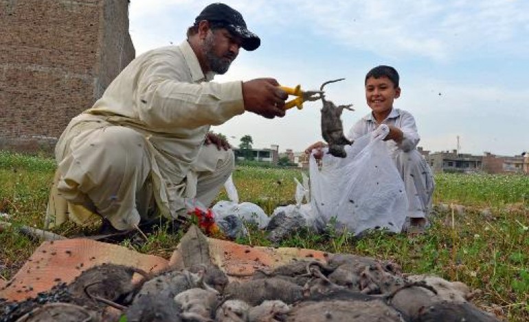 Peshawar (Pakistan) (AFP). Pakistan: à Peshawar, la guerre urbaine contre les rats