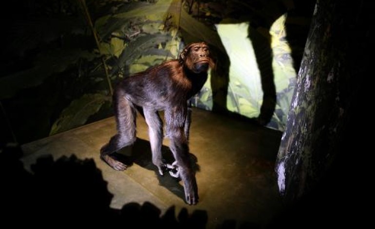 Paris (AFP). Sur la trace des grands singes menacés, dans la forêt tropicale version musée