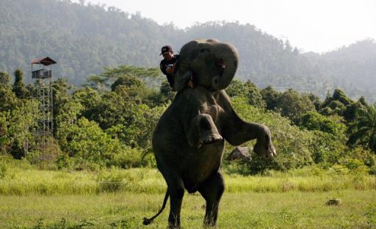 Trumon (Indonésie) (AFP). Indonésie: des éco-guerriers à dos d'éléphants protègent forêts et espèces en danger