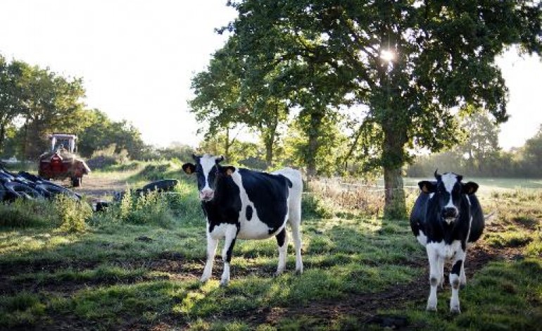 Paris (AFP). Climat: les vaches continueront de roter, alors que faire?