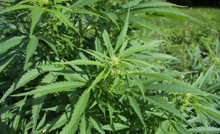 Le Havre : il cachait 41 plants de cannabis chez lui