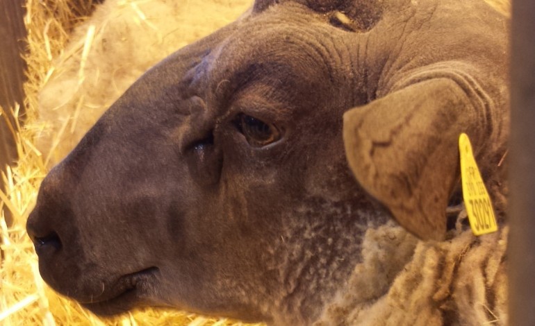 Saint-Julien-sur-Sarthe  : les moutons ornais récompensés au Salon de l'Agriculture