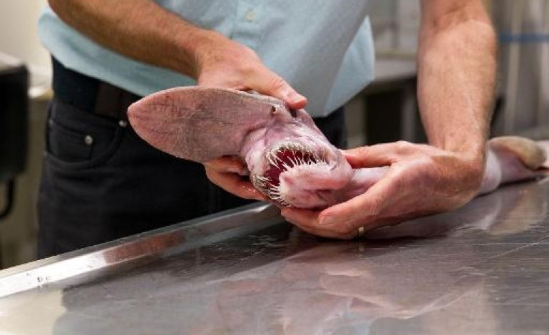 Sydney (AFP). Un requin préhistorique pêché au large de l'Australie
