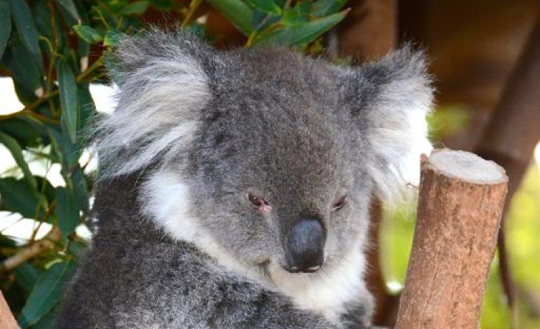 Sydney (AFP). Australie: les autorités ont euthanasié des centaines de koalas affamés