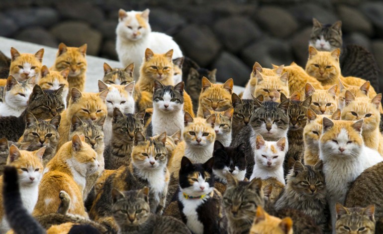 Aoshima une île ou se côtoient 120 chats et 20 habitants