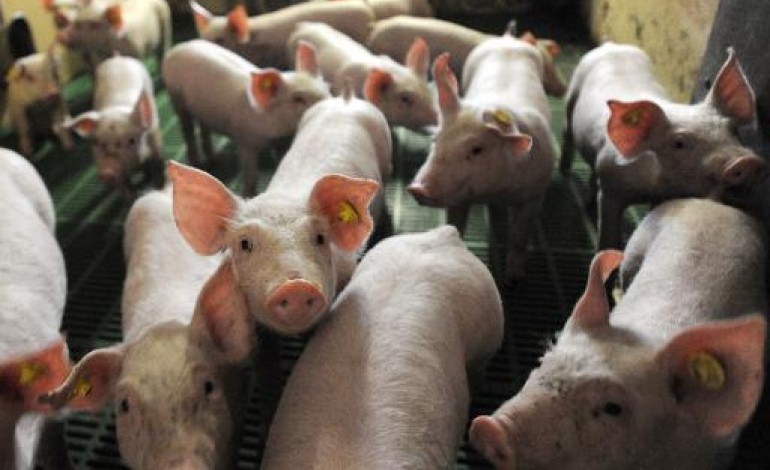 Lampaul-Guimiliau (France) (AFP). Porcs: action des producteurs français inquiets des cours trop bas