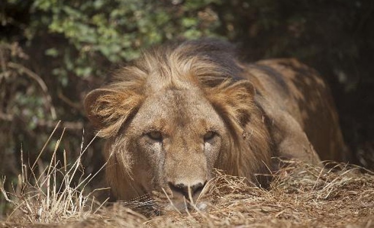 Addis Abeba (AFP). Le lion abyssinien d'Ethiopie menacé par la destruction de son habitat