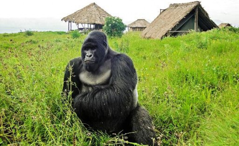 Kinshasa (AFP). Pétrole contre gorilles: la partie n'est pas terminée dans l'est de la RDC