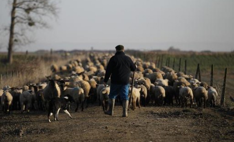 Roz-sur-Couesnon (France) (AFP). Dans les prés-salés du Mont-Saint-Michel, les agneaux se préparent pour Pâques