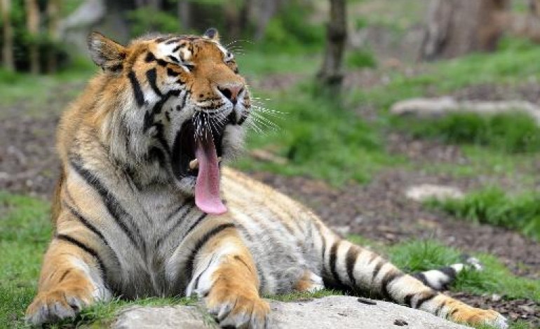 Pékin (AFP). Chine: des tigres de Sibérie élevés clandestinement par des cadres politiques