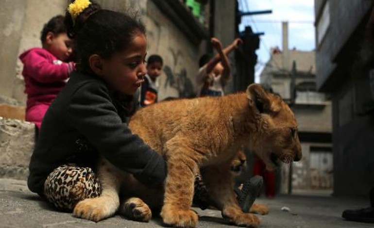 Gaza (Territoires palestiniens) (AFP). Un Gazaoui élève deux lionceaux dans sa maison