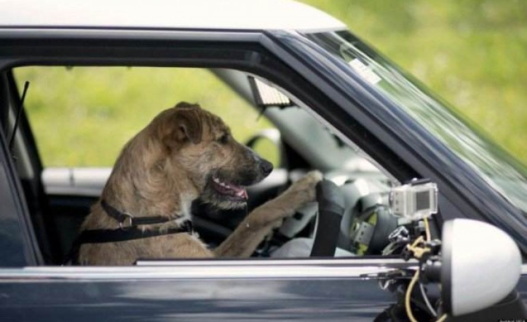 En Norvège la SPA apprend aux chiens à conduire