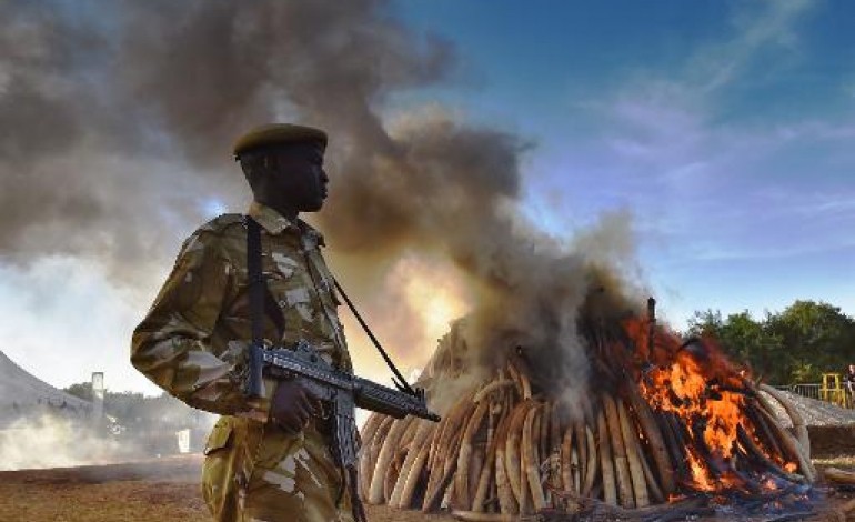 Kasane (Botswana) (AFP). L'éléphant d'Afrique menacé à court terme par le trafic d'ivoire