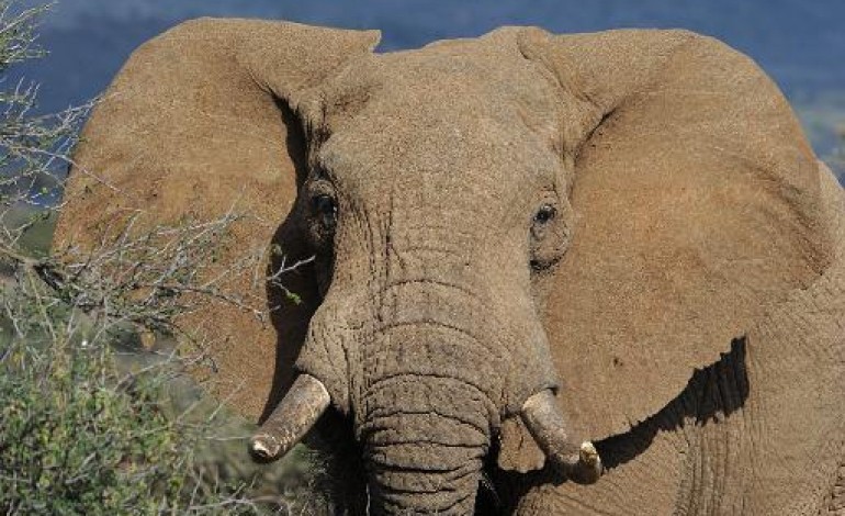 Kasane (Botswana) (AFP). Le temps presse pour sauver la faune sauvage, constatent ONG et Etats