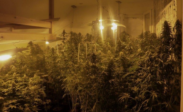 Le Havre : ils cultivaient près de 400 pieds de cannabis 