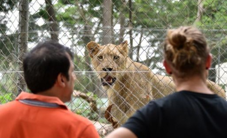 Abidjan (AFP). Côte d'Ivoire: avec ses nouveaux lions, le zoo d'Abidjan revit