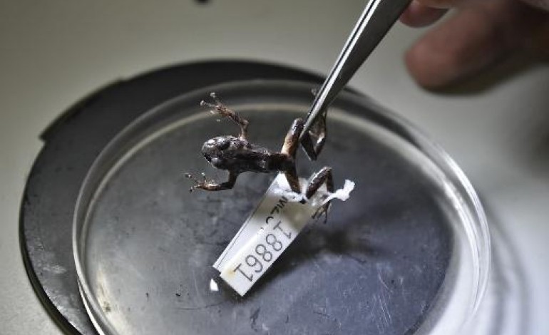 Quito (AFP). Une grenouille Transformer découverte dans la jungle en Équateur