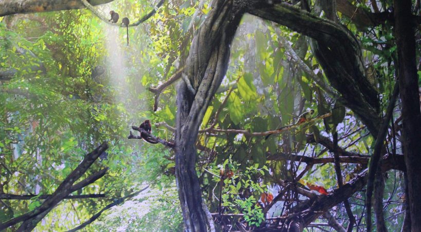 Amazonia témoigne de la diversité des espèces en forêt amazonienne. - Elodie Laval