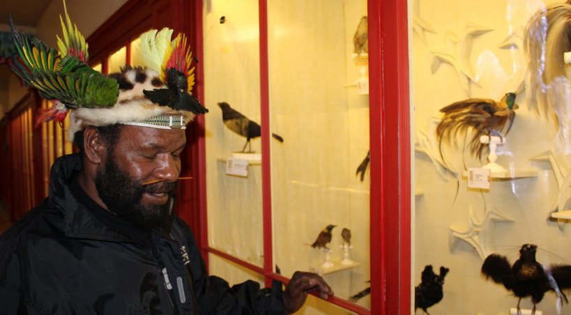 Dans les vitrines du Muséum, Mundiya identifie des oiseaux de paradis dont il utilise les plumes pour ses parures. - Elodie Laval