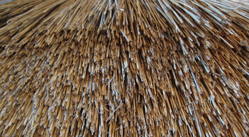 Le chaume : de la paille de céréales ou des tiges de roseaux du marais Vernier