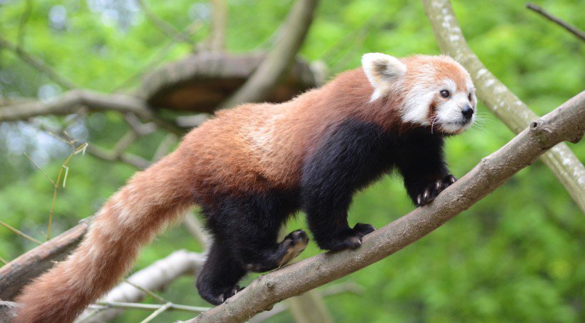 Le panda roux est arboricole.