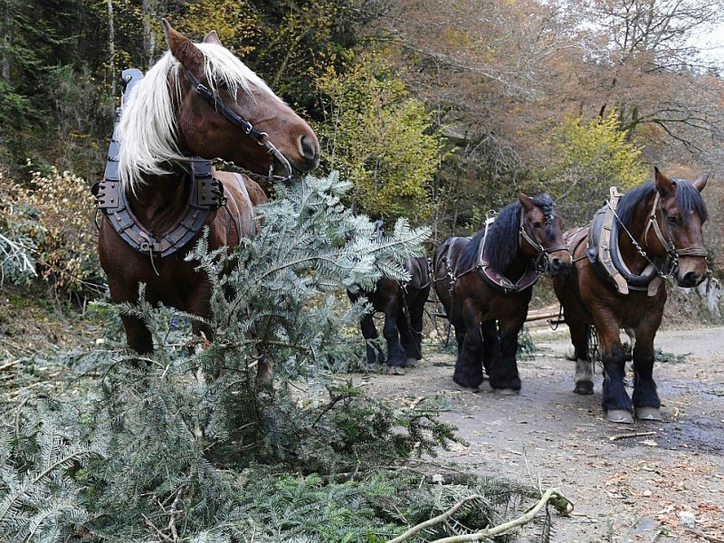 Des chevaux utilisés pour restaurer la forêt de ravin originelle du Morvan, près de Roussillon-en-Morvan, en France, le 2 novembre 2016 - PHILIPPE DESMAZES [AFP]