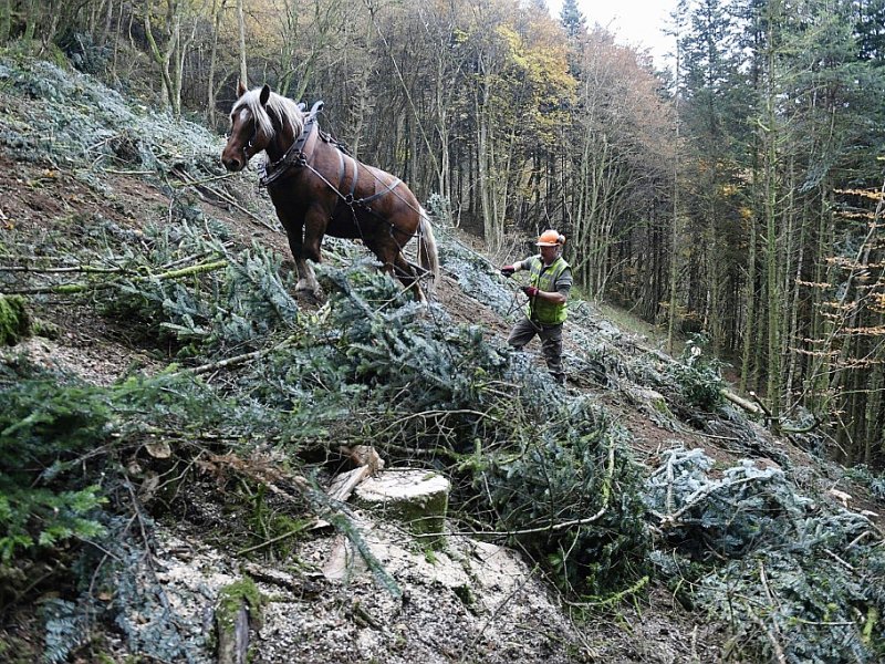 La force équine utilisée dans les gorges de la Canche, près de Rousillon-en-Morvan, en France, où les autorités ont parié sur le débardage à cheval pour nettoyer ce site protégé, le 2 novembre 2016 - PHILIPPE DESMAZES [AFP]