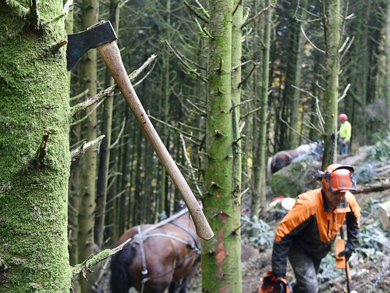 Des chevaux utilisés pour nettoyer la forêt du Morvan, en France, considérée comme prioritaire en Europe, le 2 novembre 2016 - PHILIPPE DESMAZES [AFP]
