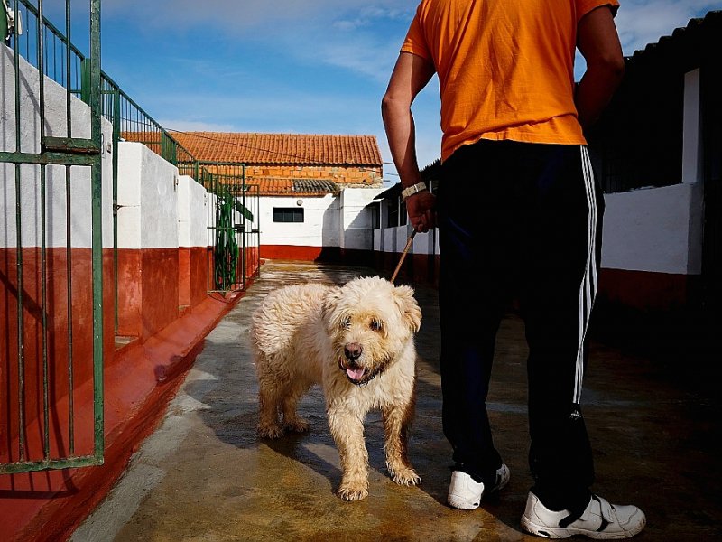 Un détenu de la prison de haute sécurité de Monsanto s'occupe d'un chien, le 24 octobre 2016 à Lisbonne, au Portugal - PATRICIA DE MELO MOREIRA [AFP]