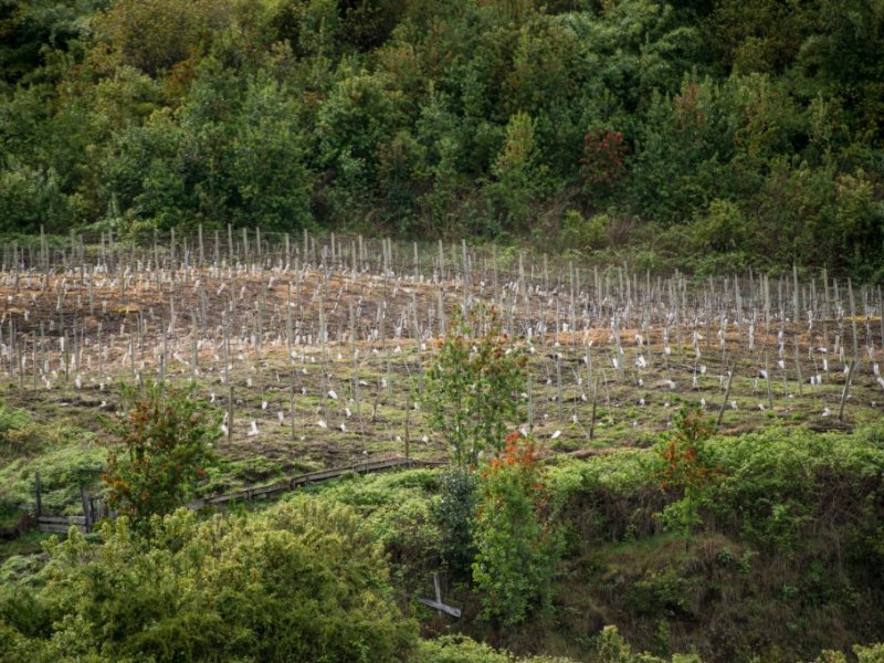 Vue générale des vignes qui produisent le "Puelo Patagonia", le 18 octobre 2016 à Puelo Los Lagos au Chili - Martin BERNETTI [AFP]