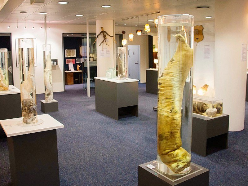 286 spécimens biologiques sont exposés au musée du phallus à Reykjavik en Islande, le 27 octobre 2016 - Halldor KOLBEINS [AFP/Archives]