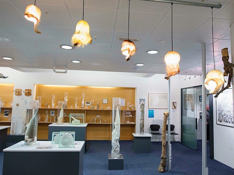 En 2011, la collection familiale du musée du phallus de Reykjavik s'est enrichie d'un pénis humain donné par un coureur de jupons islandais mort à 96 ans - Halldor KOLBEINS [AFP/Archives]