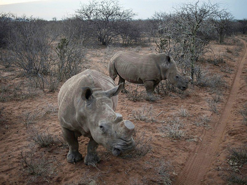 Des rhinocéros   décornés dans la réserve du Kuduland le 10 novembre 2016 dans la région de Musina en Afrique du Sud - MUJAHID SAFODIEN [AFP/Archives]