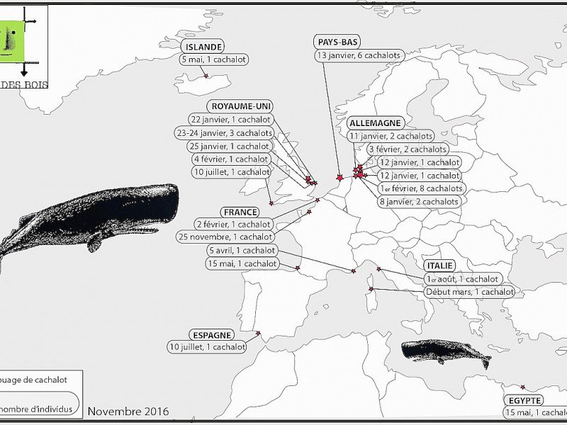 Carte des échouages de cachalots en Europe et en Méditerranée depuis janvier 2016. - Robin des Bois