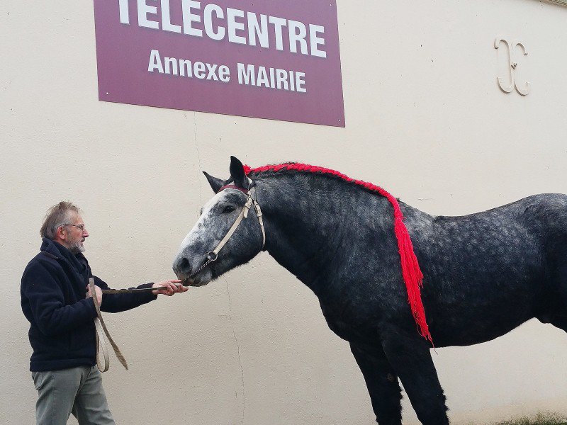"Dynamic", champion de France des chevaux percherons, scanné, pour numérisé et édité en 3D par le FabLab de Boitron (Orne). - Eric Mas