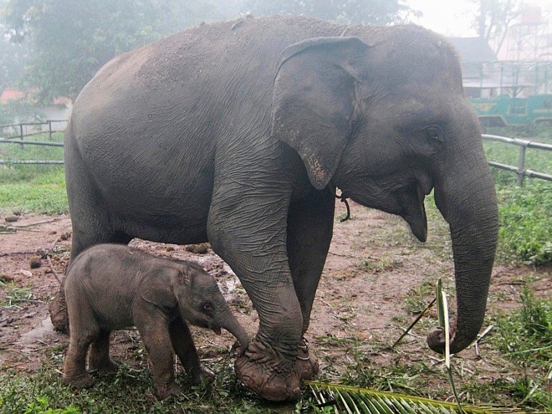 Un éléphanteau et sa mère au parc national de Way Kambas en Indonésie, le 11 octobre 2016 - REGINA SAFRI [AFP]