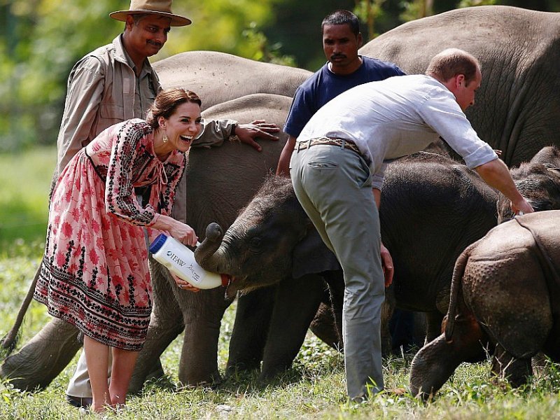 Le Prince William et sa femme Catherine nourrissent des bébés éléphants au Centre for Wildlife Rehabilitation and Conservation (CWRC) à Kaziranga, dans l'Etat indien d'Assam le 13 avril 2016 - ADNAN ABIDI [POOL/AFP/Archives]