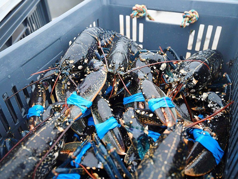 Des homards pêchés au large de Paimpol, dans l'ouest de la France, le 20 décembre 2016 - DAMIEN MEYER [AFP]