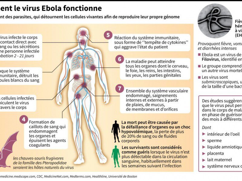 Comment le virus Ebola fonctionne - John Saeki/Adrian Leung [AFP]